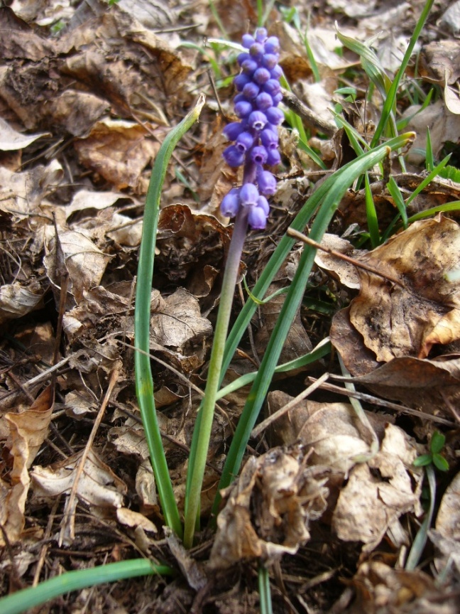 Muscari neglectum o Muscari kerneri ?